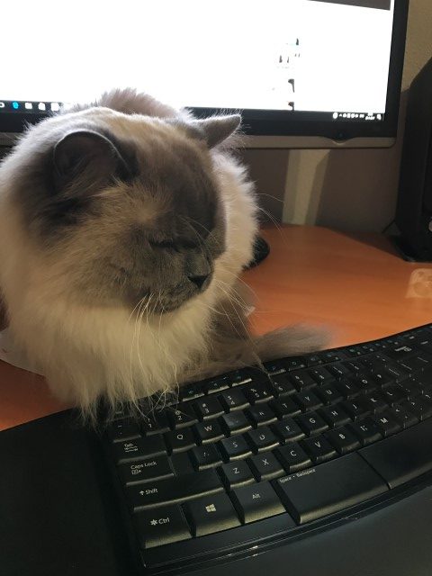 Social Media van de Kat