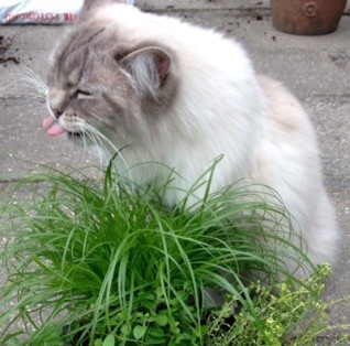 Kat en Gras