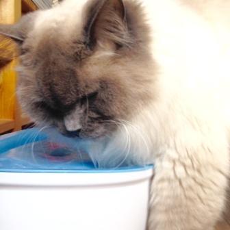 Sexy Water voor Koele Katten